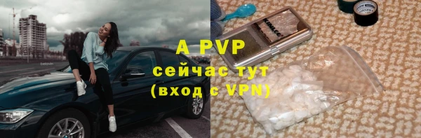 прущие грибы Гусиноозёрск